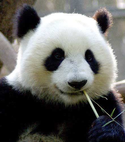 四川受伤野生大熊猫被成功救治[组图]_图片中国_中国网