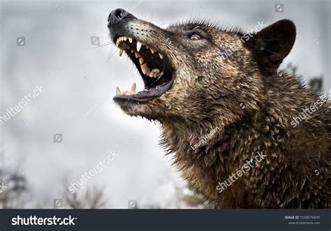 Wolves Fighting 的图像结果