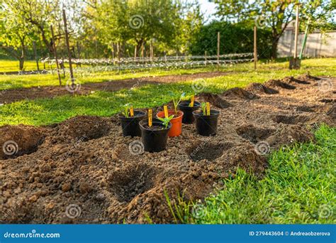 Planting Dahlia Plants in a Flowerbed. Presprouted Dahlia Tubers in ...