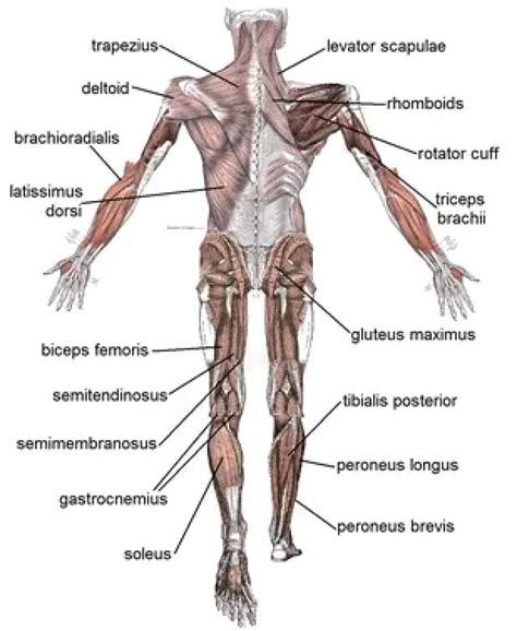 Skeletal Muscle Types