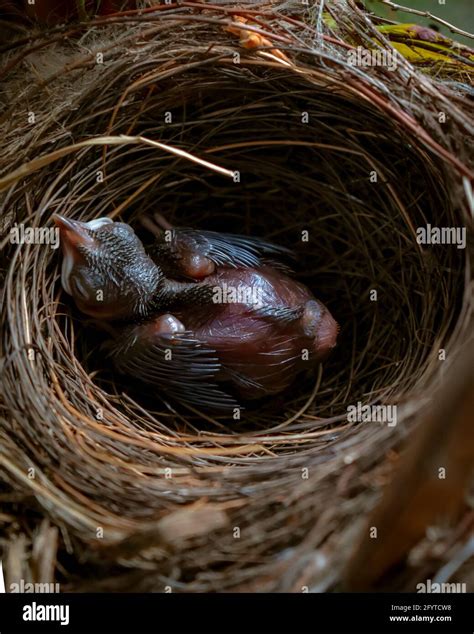 Nest of bulbul bird hi-res stock photography and images - Alamy