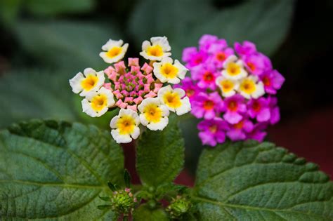 Image result for Flower Project