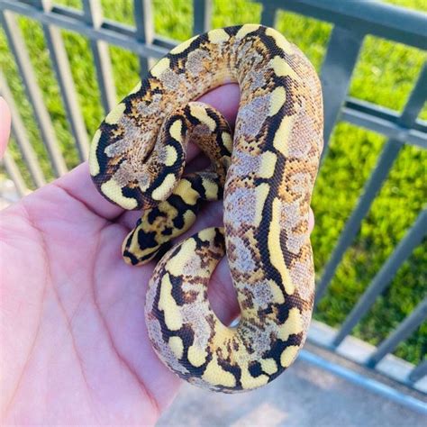 Image result for Asphalt Spider Ball Python