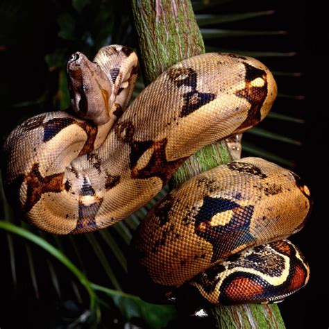 Red Tailed Boa Constrictor 1024X1024 | Boa constrictor, Pet birds, Reptiles