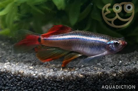 White Cloud Mountain Minnow - Longfin - Tanichthys albonubes var ...