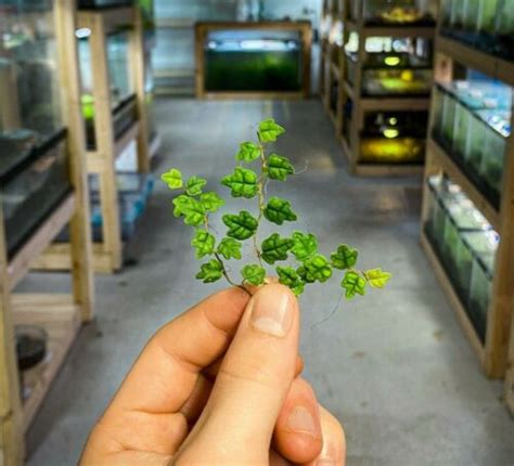 String of Frogs / Ficus pumila | Ubuy India