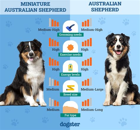 Mini Aussie Size Comparison