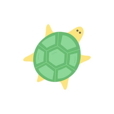 Cartoon Turtle Shell Pattern 的图像结果
