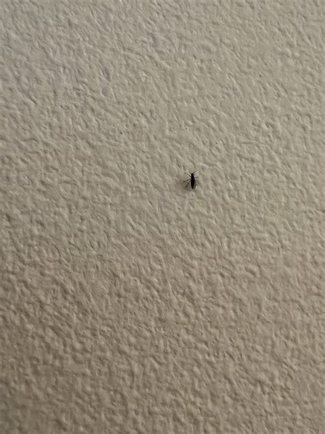 Infestation of small black flies - Anyone know what flies these are ...