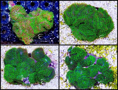 Indonesian Colonies | Wholesale Coral | Eye Catching Coral