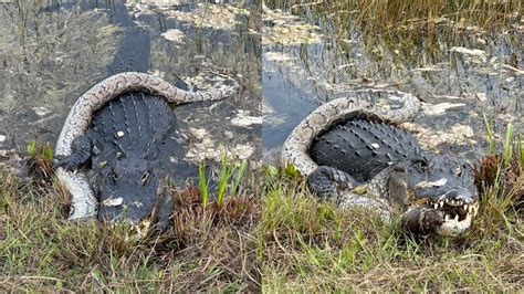 Image result for Alligator Eating Snake Burmese Python