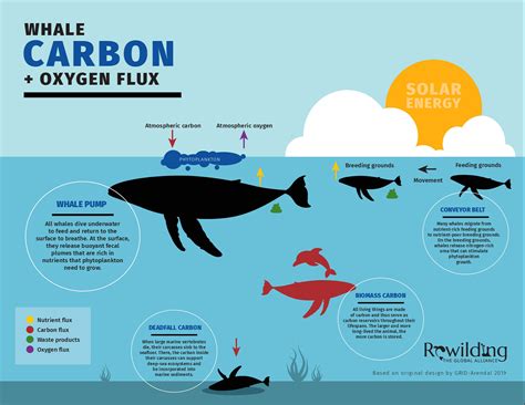 Animating the Carbon Cycle: Earth’s Animals Vital Allies in CO2 Storage | Earth.Org