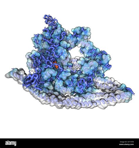 Illustration of the cryo-electron micrograph (EM) structure of smooth muscle myosin in the ...