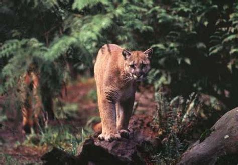 A mountain lion in upstate? Video appears to show one in Rochester