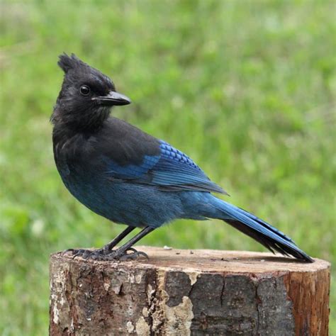 What Bird Looks Like A Giant Blue Jay at Lewis Burcham blog
