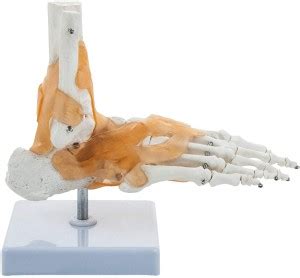 BEXCO Ankle Skeletal Model with Flexible Ligaments for Movement of the ...