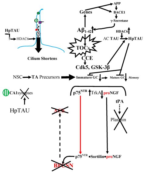 Cells | Special Issue : Cilia and Flagella: Biogenesis and Function
