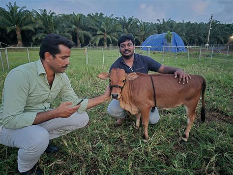 "Discover rare miniature cattle breeds like Micro Mini Cows, Punganur ...