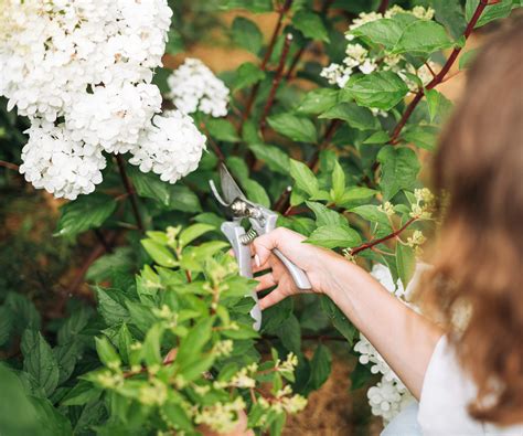 When to prune an oakleaf hydrangea - expert tips to trim | Homes and ...