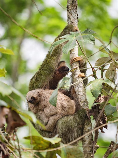 Image result for Using a Lumix G9 Camera