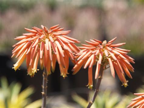 Aloe 'Blue Elf' (Aloe Hybrid)