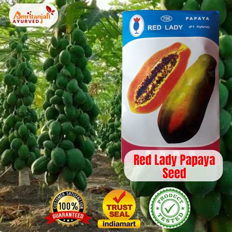 PAPAYA PLANT AND SEEDS - Ice Berry Papaya Seed Manufacturer from Udaipur
