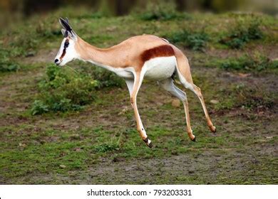 Image result for Springbok Running