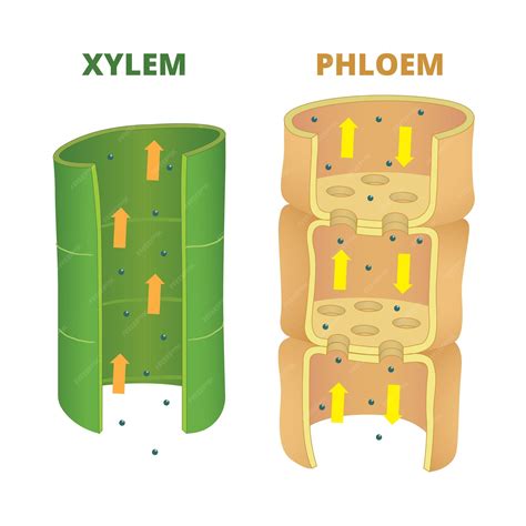 Premium Vector | Differences of xylem and phloem illustration