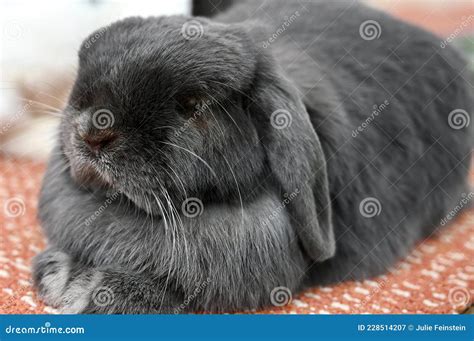 Floppy Eared Rabbit stock image. Image of bunny, long - 228514207