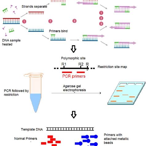 RT-PCR Method 的图像结果