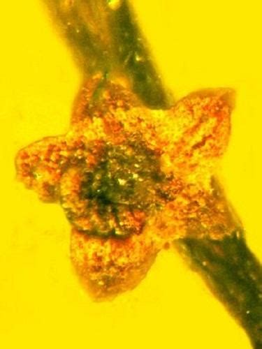 科学家发现开花植物有性繁殖的最古老证据_科技_腾讯网