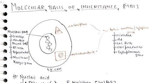Molecular Basis of Inheritance: Key Concepts and Discoveries - Studocu