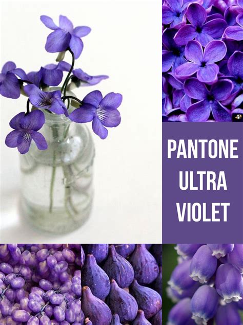 PANTONE Ultra Violet Color Schemes