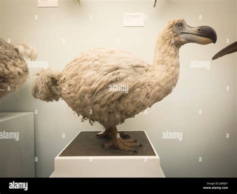 Dodo Endemic To Which Island