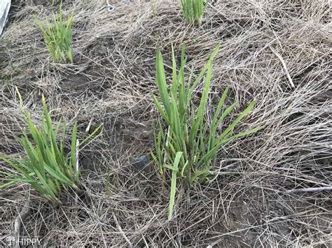 Image result for Planting Spring Garlic