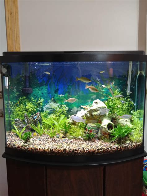 My 36 gallon bow front planted aquarium! Any suggestions? : r/Aquariums