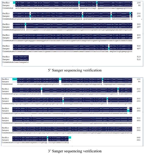 Breeding and Molecular Characterization of Insect-Resistant Transgenic ...