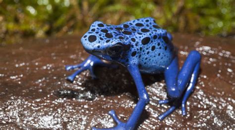 Meet the world's most poisonous animals