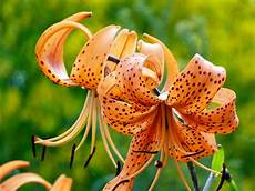 gigli fiore my nature photography orange tiger gigli fiore my nature photography orange tiger