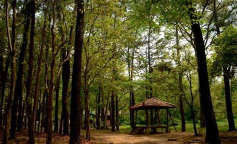 Punti Kayu Tourism Forest (Palembang) - 2022 What to Know Before You Go ...