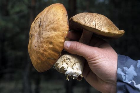 At Chernobyl and Fukushima, Radioactivity Has Seriously Harmed Wildlife