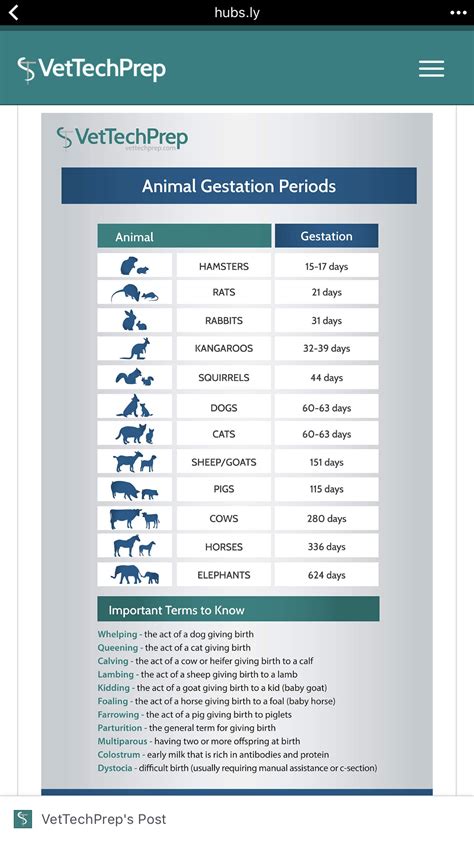 Animal gestation info graphic vettech | Vet tech school, Vet medicine ...
