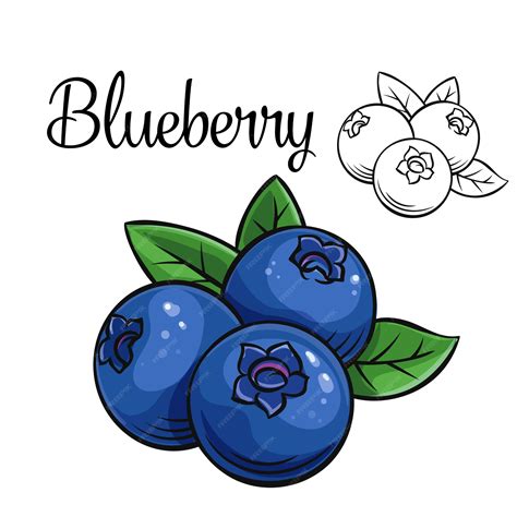Blueberries Drawing