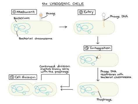 Bacteriophages (article) | Viruses | Khan Academy - Worksheets Library