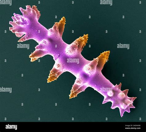 Sponge spicule. Coloured scanning electron micrograph (SEM) of the ...