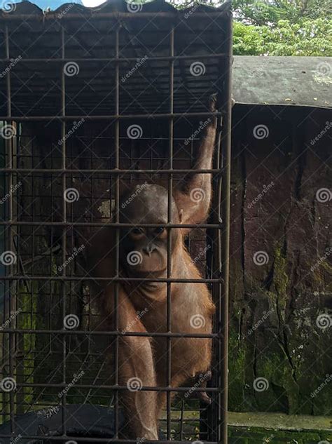 Image result for Long Arm Monkey Mod