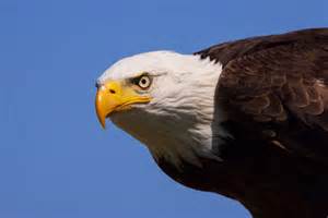 Which animals have the best eyesight?