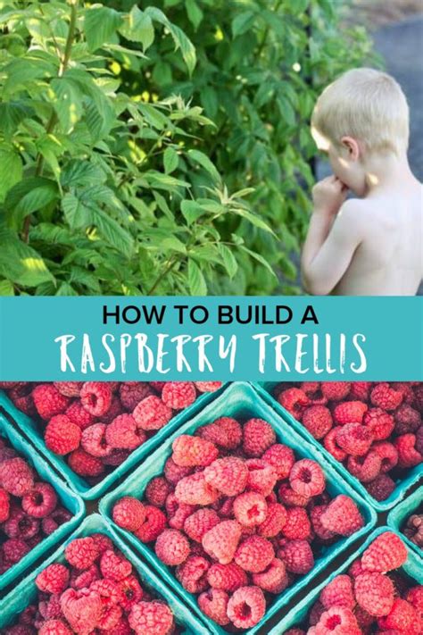 Image result for How to Make Raspberry Support Using Calf Panels