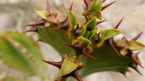 Fotos gratis : cactus, hoja, botánica, flora, orquídea, flor silvestre ...