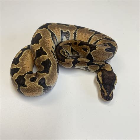Image result for Enchi Royal Python